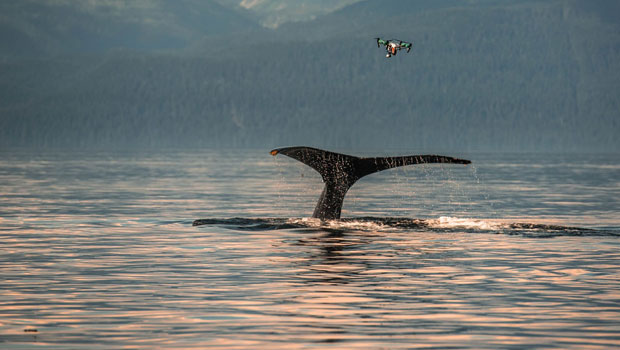 baleia-intel-drone-com-limao