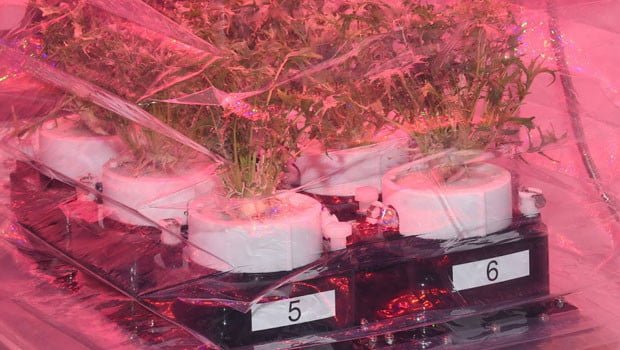 02-tupperware-planta-espaco-agricultura-inovacao-com-limao