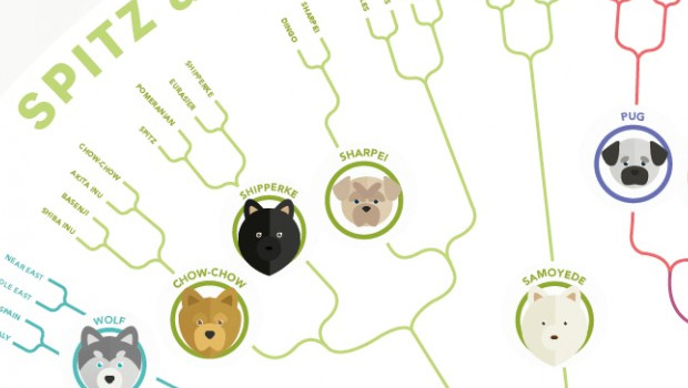 infografico-alice-bouchardon-dogs-com-limao