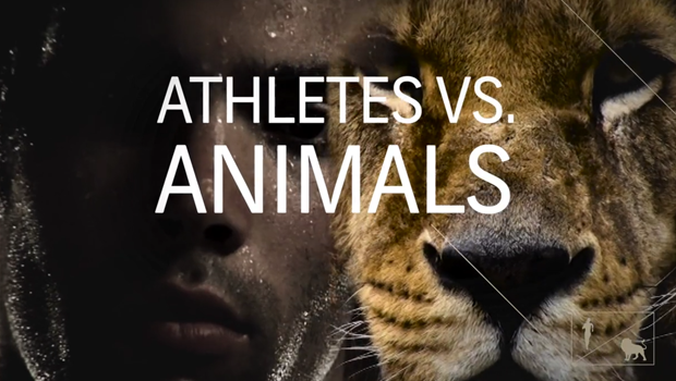 animais-contra-atletas-olimpicos-shutterstock-comlimao