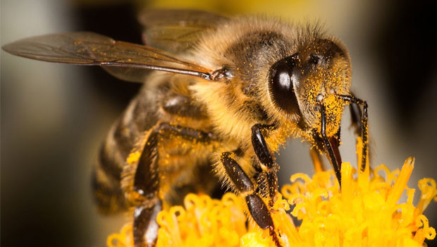 abelha-black-mirror-sindrome-colapso-colonia-sustentabilidade-com-limao