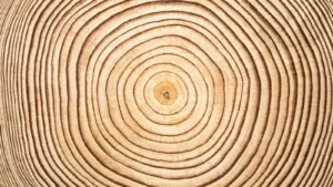 Economia Circular: Um breve guia sobre o tema