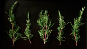 Você não é um alecrim dourado (e nem o outro)